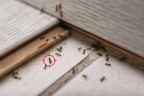 Best Ant Control Services  in Fort Mill, SC