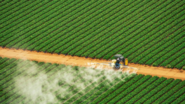Best Termite Control Services  in Fort Mill, SC