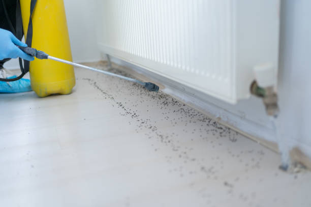 Best Flea Control Services  in Fort Mill, SC